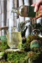 Herbal Tonic.webp